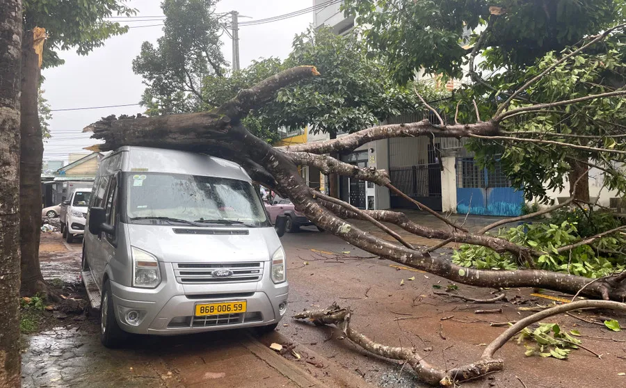 Gia Lai: cây phượng mục rỗng gãy ngang thân, đè lên ô tô 16 chỗ