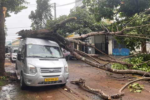 Gia Lai: cây phượng mục rỗng gãy ngang thân, đè lên ô tô 16 chỗ