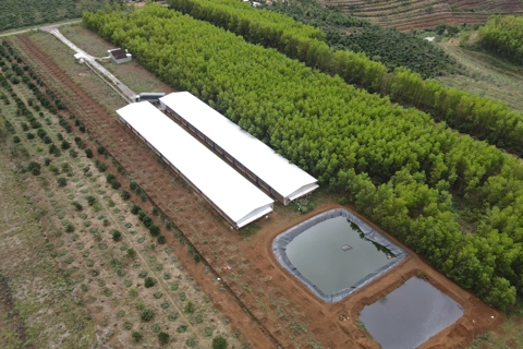 Xử lý nghiêm tình trạng ô nhiễm từ các trang trại chăn nuôi tại xã Ea HMlay (Đắk Lắk)