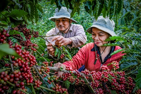 Trả lại sự minh bạch cho cà phê thật 