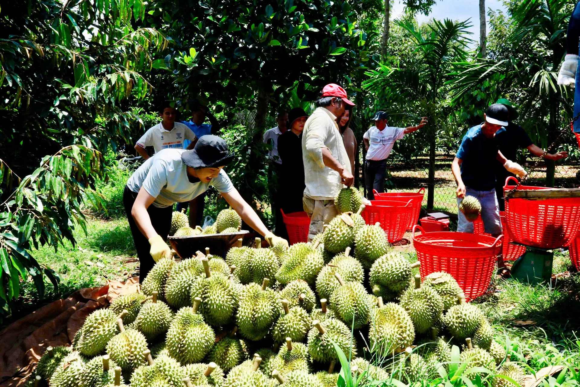 Hình ảnh 2
