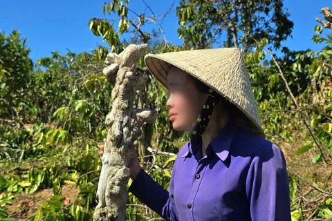 Gia Lai: xử phạt vi phạm hành chính người phụ nữ bị anh rể phá hoại vườn cây tại xã H’ra
