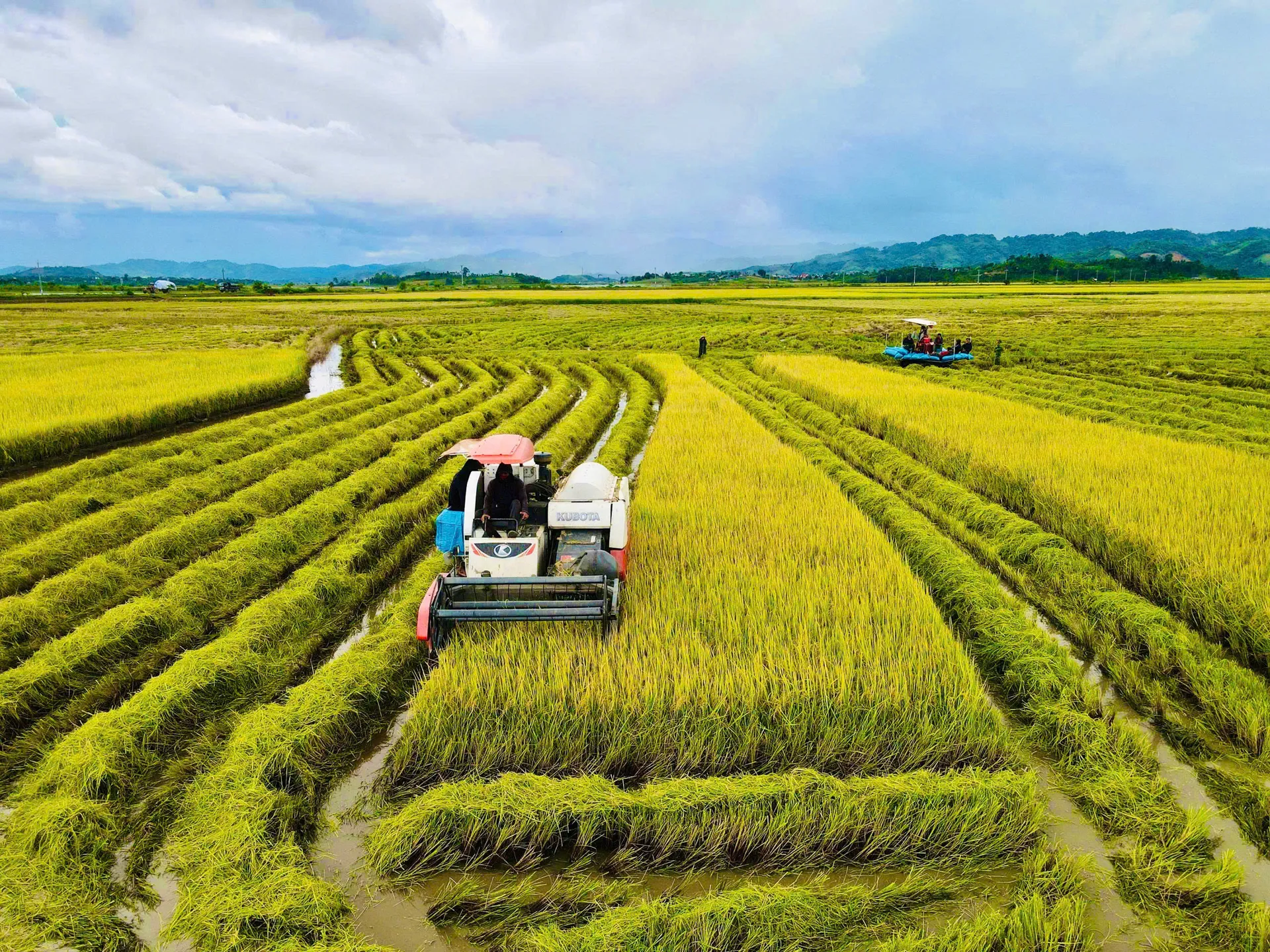 Hương lúa mới - niềm vui mùa gặt tại Đắk Lắk
