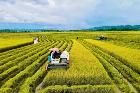 Hương lúa mới - niềm vui mùa gặt tại Đắk Lắk
