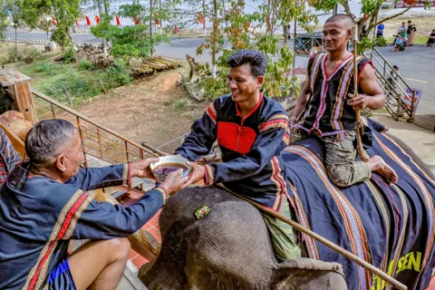 Lễ cúng sức khỏe cho voi – nét văn hóa thiêng liêng nơi đại ngàn