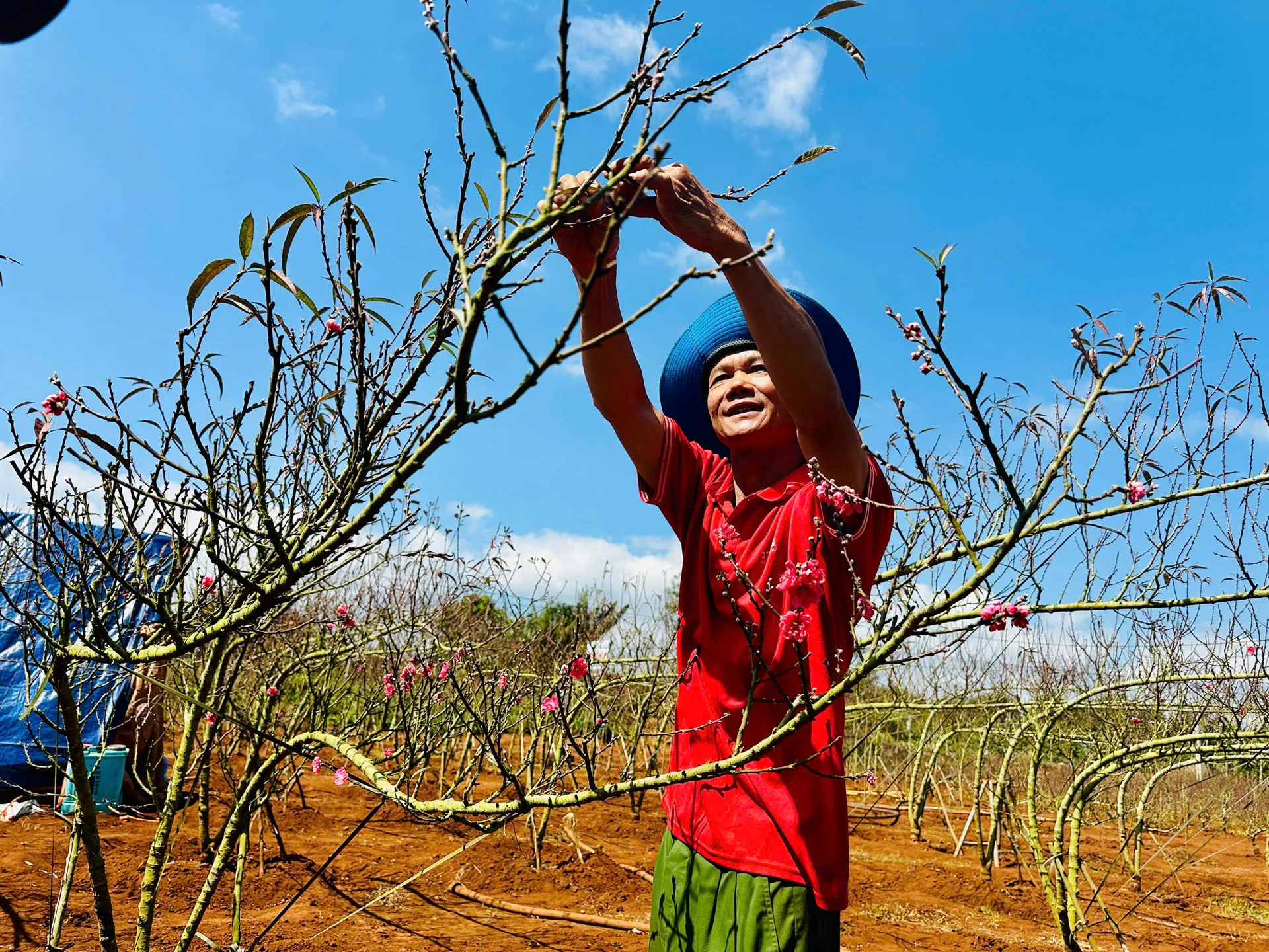 Đào Nhật Tân bén rễ trên đất cao nguyên: nhà vườn kỳ vọng mùa Tết thắng lợi
