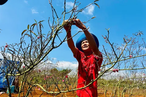 Đào Nhật Tân bén rễ trên đất cao nguyên: nhà vườn kỳ vọng mùa Tết thắng lợi
