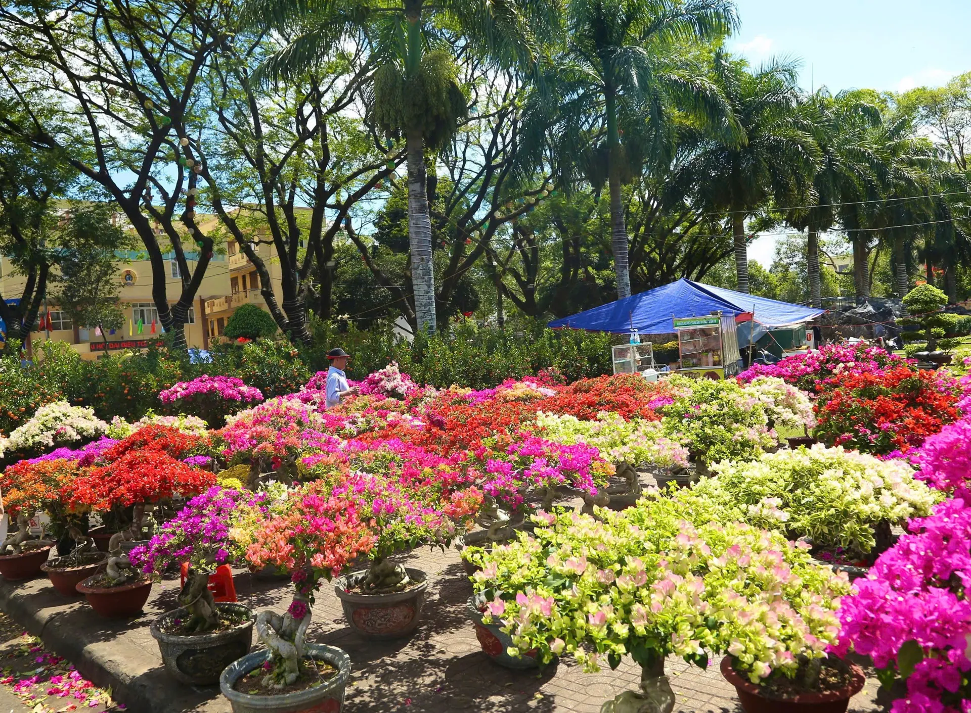 Lạc bước giữa thiên đường sắc màu tại chợ hoa Xuân Buôn Ma Thuột