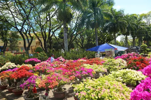 Lạc bước giữa thiên đường sắc màu tại chợ hoa Xuân Buôn Ma Thuột