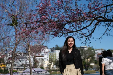 Mai anh đào nhuộm hồng phố núi, Đà Lạt bước vào cao điểm du Xuân Bính Ngọ 2026