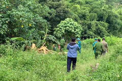 Lâm Đồng: phát hiện thi thể người đàn ông tại bìa rừng
