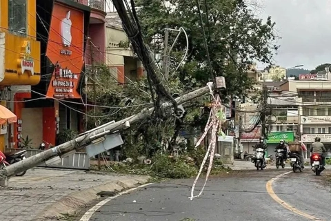 Lâm Đồng: ảnh hưởng bão số 1 khiến nhiều cây xanh bị ngã đổ
