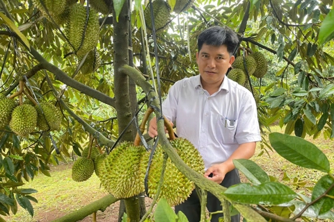 Tỉnh Lâm Đồng xây dựng mô hình sản xuất sầu riêng mang lại lợi nhuận hơn 1,3 tỷ đồng/ha

