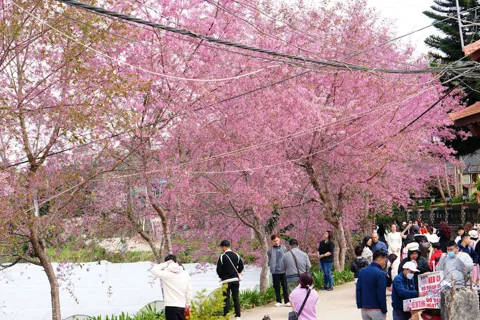 Lễ hội Mai anh đào tôn vinh loài hoa là biểu tượng văn hóa của Đà Lạt