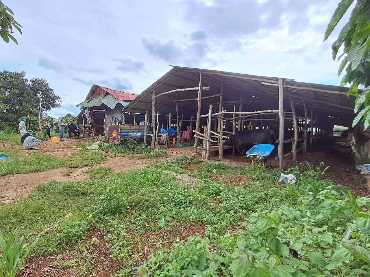 Đắk Nông: trang trại chăn nuôi bò tự phát gây ô nhiễm môi trường
