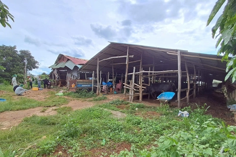 Đắk Nông: trang trại chăn nuôi bò tự phát gây ô nhiễm môi trường
