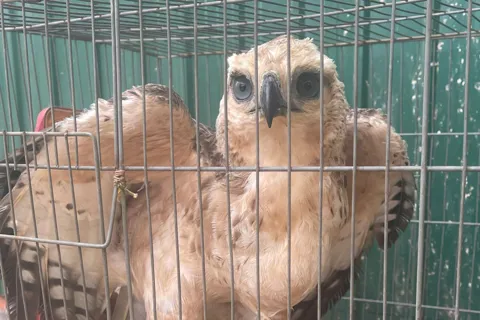 Người dân tự nguyện giao nộp chim đại bàng núi nặng 2,5kg tại Lâm Đồng