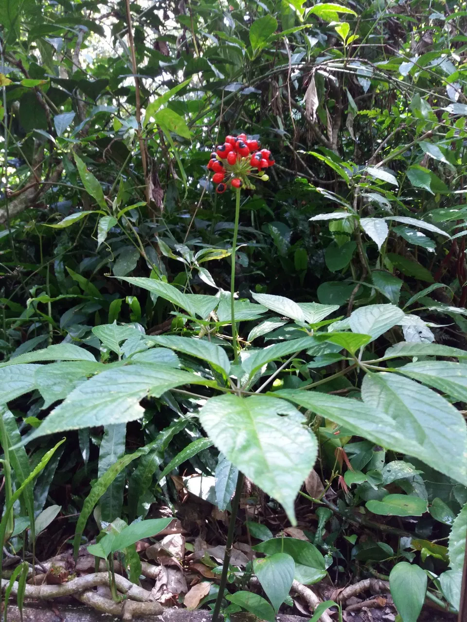 Hình ảnh 2