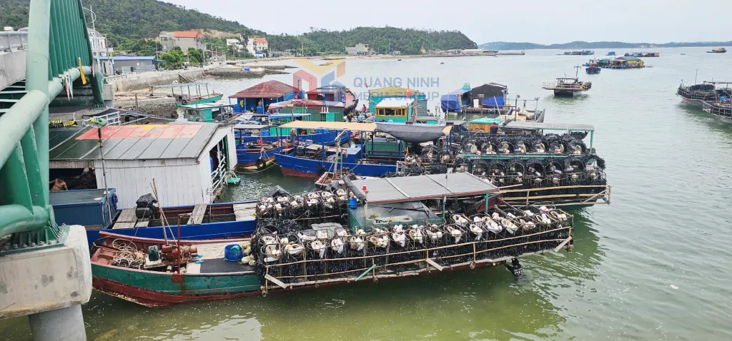 Hình ảnh 1