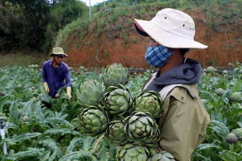 Lào Cai phát huy thế mạnh dược liệu vùng cao