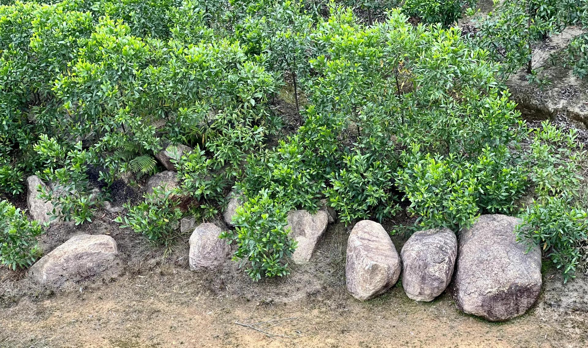 Hình ảnh 8