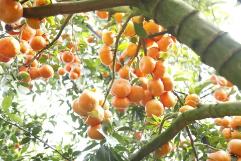 Lễ hội trái cây Bắc Ninh 2025: nâng tầm thương hiệu nông sản vùng Kinh Bắc