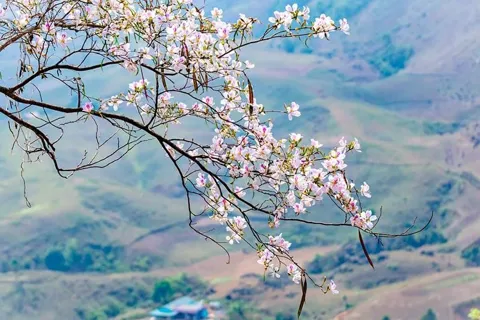 Lễ hội Hoa ban 2026: Tôn vinh bản sắc, lan tỏa hình ảnh Điện Biên anh hùng