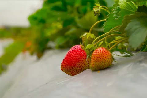 Du lịch trải nghiệm - hướng đi bền vững mở sinh kế cho người dân Điện Biên