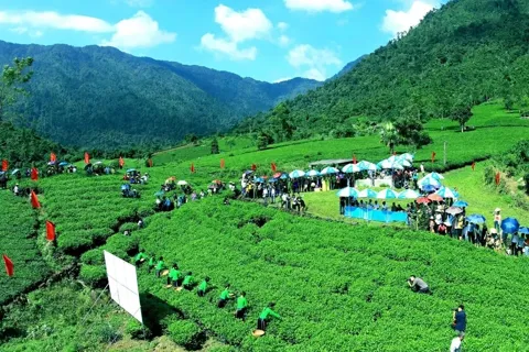 Lễ hội Hương sắc danh trà 2025: điểm hẹn quảng bá thương hiệu chè Thái Nguyên