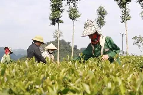 Sơn La đẩy mạnh xuất khẩu, nâng tầm giá trị nông sản