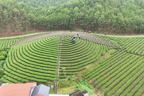 OCOP Thái Nguyên: nâng tầm nông sản giữa thời hội nhập