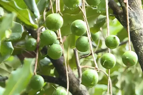 OCOP - Đòn bẩy khai thác lợi thế, nâng tầm nông sản Điện Biên