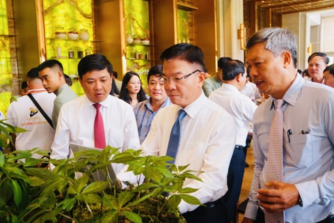 Quảng Nam trở thành trung tâm dược liệu với cây sâm Ngọc Linh là chủ lực
