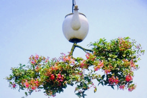 Độc lạ dàn bonsai ngược của "dị nhân" xứ Quảng 