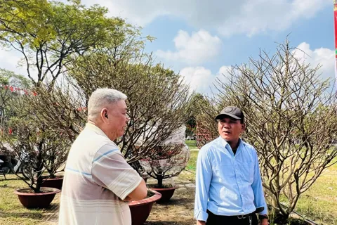 Hoa Tết tấp nập xuống phố Đà Nẵng