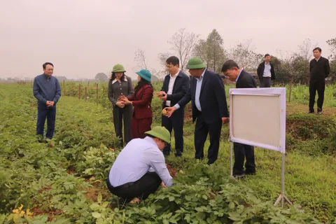 Thạch Thất thúc đẩy liên kết sản xuất nông nghiệp, xây dựng chuỗi giá trị bền vững