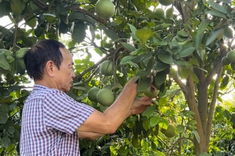 Điện Biên: khởi sắc kinh tế từ trồng cây ăn quả trọng điểm