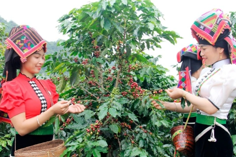 Sơn La xây dựng vùng cà phê đặc sản truy xuất tận gốc