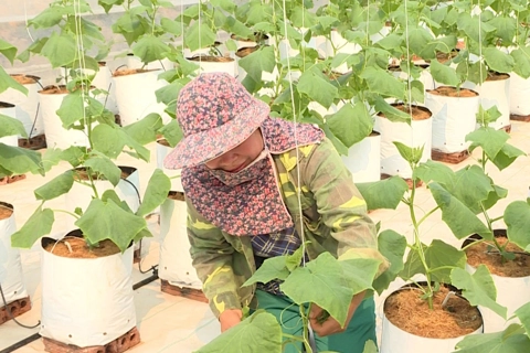Điện Biên: nông nghiệp sạch còn nhiều “nút thắt” cần tháo gỡ