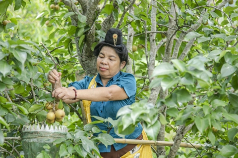 Tỉnh Điện Biên: hiệu quả từ chuyển đổi cây trồng sang cây ăn quả theo hướng bền vững
