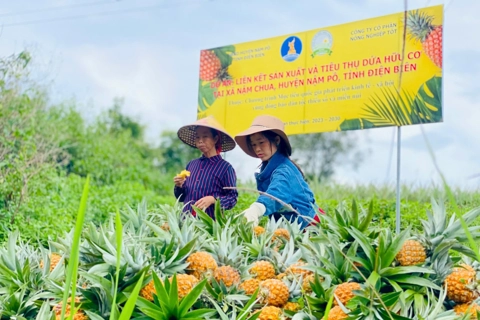 Điện Biên: khai thác thế mạnh của địa phương phát triển nông nghiệp