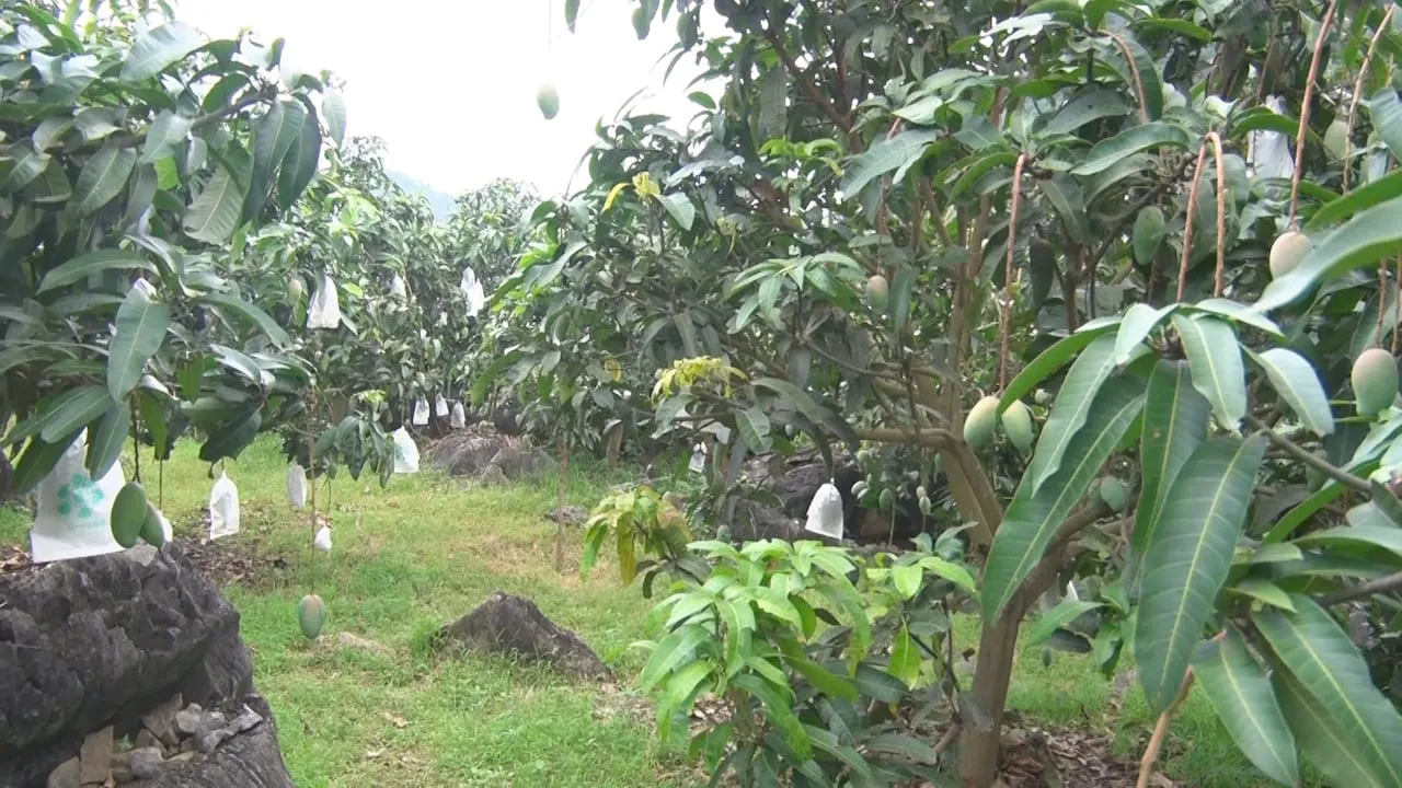 Hình ảnh 1