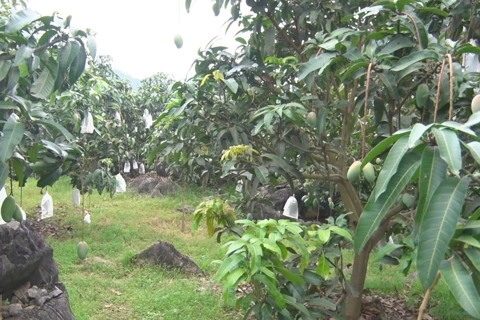 Sơn La "xanh hóa" những vùng đất dốc

