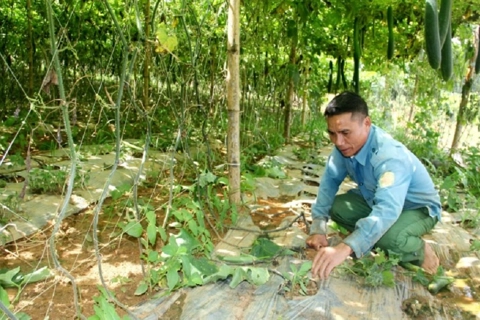 Mưa lũ kéo dài, nông dân Sơn La chuyển hướng sản xuất để thích nghi