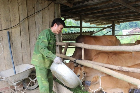 Sơn La: chăn nuôi hàng hóa mở lối thoát nghèo bền vững