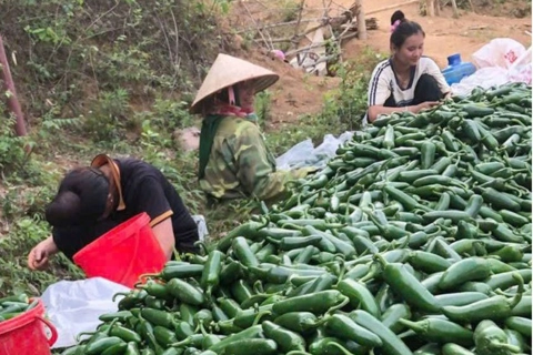 Bước đột phá mới trong phát triển nông nghiệp hàng hóa ở Điện Biên