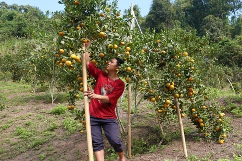 Điện Biên: hỗ trợ nông dân làm kinh tế