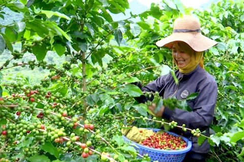 Hương vị từ đỉnh núi Tây Bắc