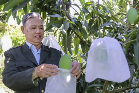Chuỗi liên kết sản xuất, hướng phát triển bền vững cho hợp tác xã tại Sơn La
