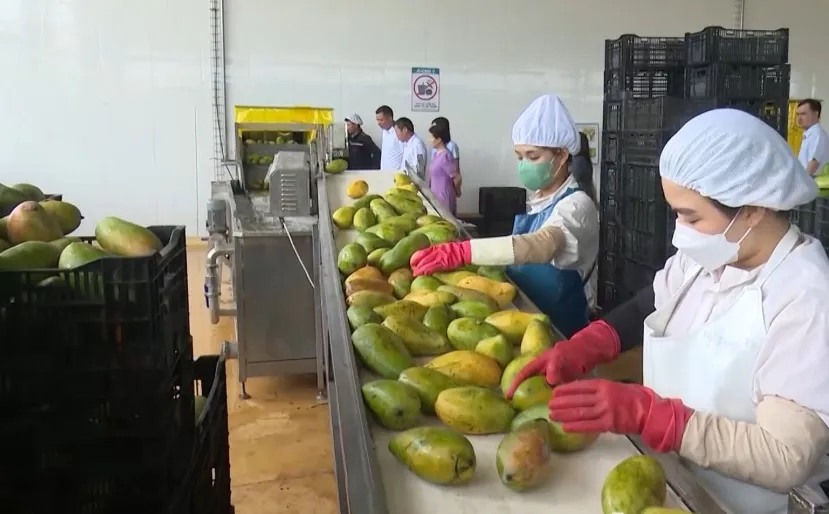 Sơn La phát triển các chuỗi liên kết cung ứng nông sản an toàn